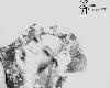 國語-蔡健雅 - 天使與魔鬼的對話(高音質完整CD版)(2013-10-01@91MB@320K@CF)(1P)