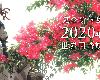 動畫《紫羅蘭永恆花園》將於2020年1月推出完全新作劇場版!(2P)