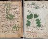 (X檔案)最神秘「伏尼契手稿」破解了！揭失落500年「占星性愛」秘密(1P)