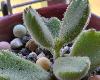 熊童子 Cotyledon tomentosa(4P)