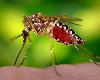 (生活百科)《蚊子偏愛4顏色》被咬和衣服色彩有關(1P)